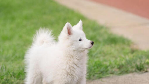 Best brush 2024 for japanese spitz